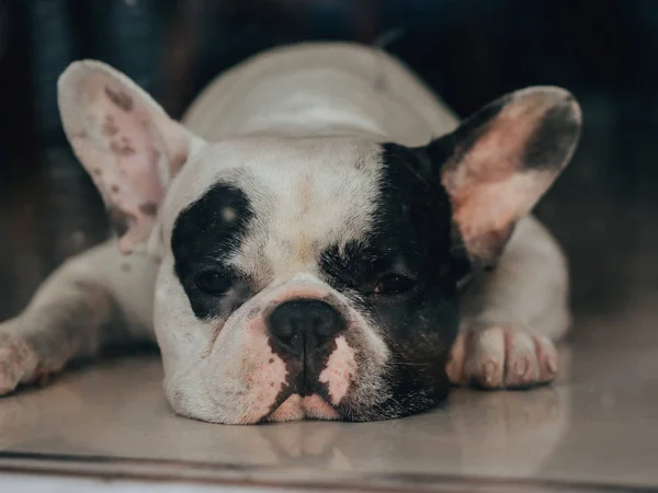 Schläfriges und langweiliges Gesicht der französischen Bulldogge. — Stockfoto