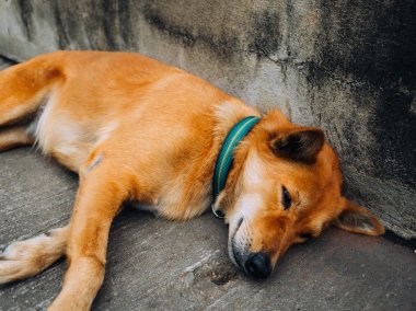 Evde beslenen hayvan sokağın kenarında uyku olarak yaka ile sokak köpeği