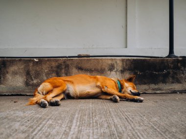 Evde beslenen hayvan sokağın kenarında uyku olarak yaka ile sokak köpeği