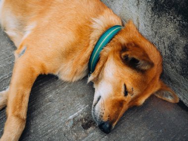 Evde beslenen hayvan sokağın kenarında uyku olarak yaka ile sokak köpeği