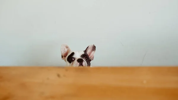 Curiosity French Bulldog peeking the table from below. — Stock Photo, Image