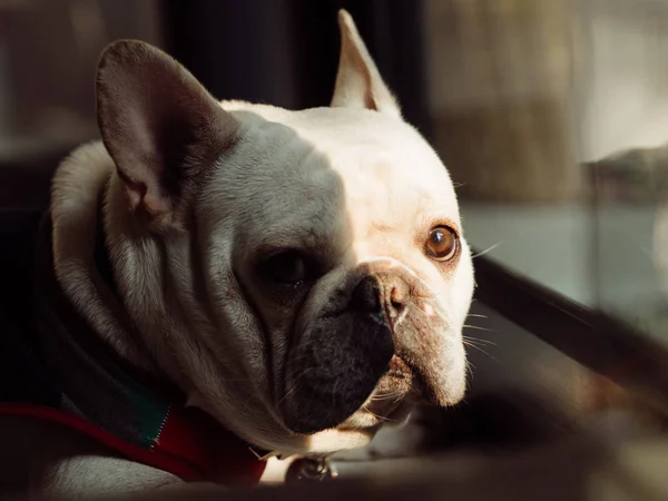 Einsame französische Bulldogge mit wenig Licht aus den Fenstern. — Stockfoto