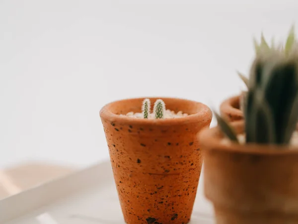 Detailní záběr z velmi malý kaktus v malém hrnci. — Stock fotografie