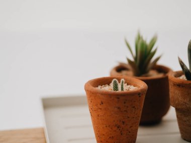 Küçük tencerede çok küçük kaktüs yakın çekim.