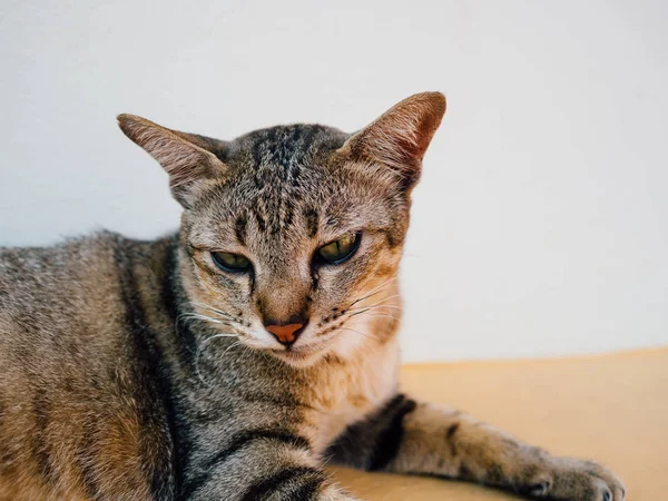 Relaxs Hoek Van Het Venster Van Kat Van Thai — Stockfoto