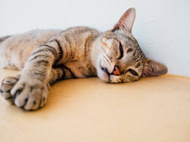 Tay kedi Pencerenin kenarında uyuyor.