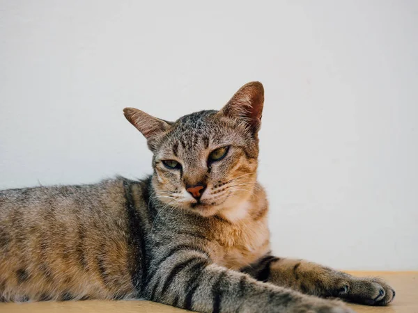 Ταϊλάνδης γάτα είναι χαλαρωτικό στη γωνία του παραθύρου του. — Φωτογραφία Αρχείου