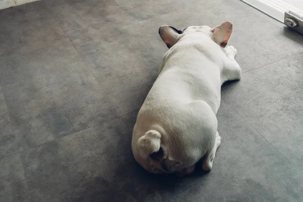 Hintern einer französischen Bulldogge im Haus. — Stockfoto