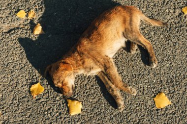 Kahverengi köpek sıcak güneş ışığında sokakta uyuyor..