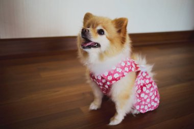 Pembe elbiseli şirin küçük Pomeranya 'lı.