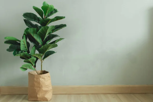 Fiddle Leaf Fig big leave plant with paper pot in the room of an apartment.