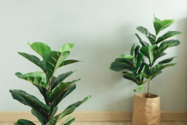 Fiddle Leaf Fig büyük bir tesis ve bir dairede kağıt tencere..