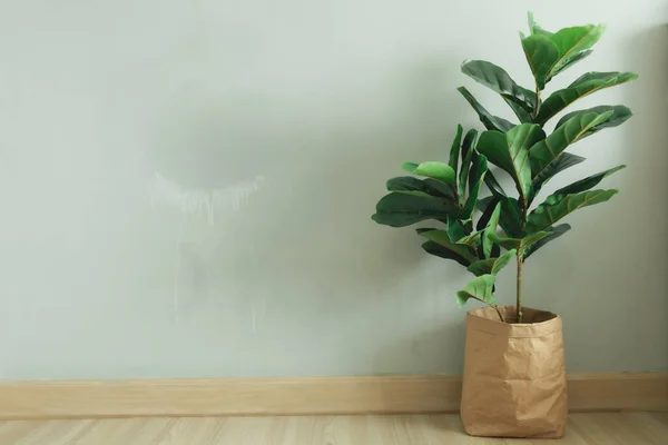 Fiddle Leaf Feigenblattpflanze mit Papiertopf im Zimmer einer Wohnung. — Stockfoto