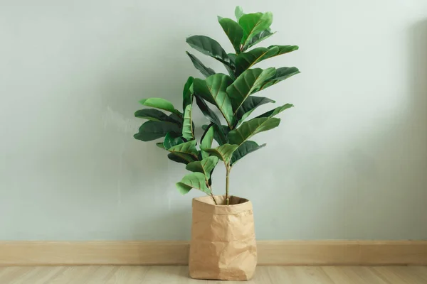 Fiddle Leaf Fig büyük bir tesis ve bir dairede kağıt tencere..