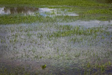 Park sular altında çim