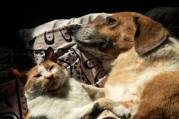 Χαριτωμένο Σκυλί Και Γάτα Χαλαρώνουν Μαζί Στο Κρεβάτι — Φωτογραφία Αρχείου