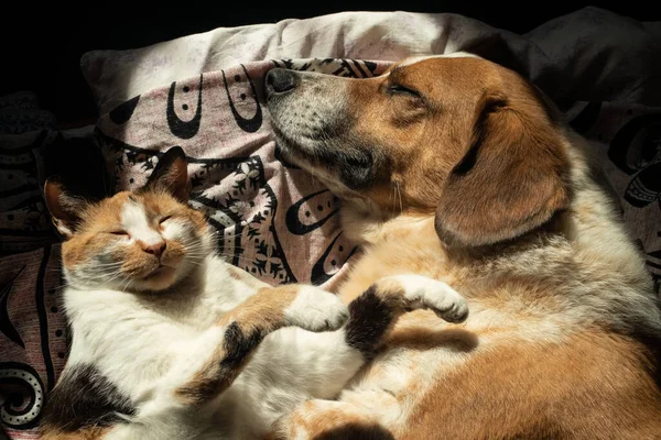 Cão Bonito Gato Estão Cochilando Juntos Cama — Fotografia de Stock
