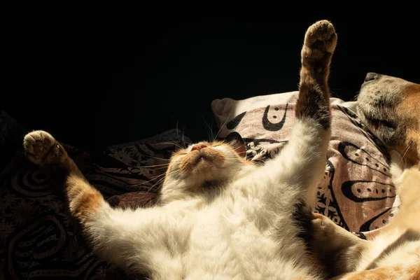 Χαριτωμένη Γάτα Τεντώνεται Στο Κρεβάτι — Φωτογραφία Αρχείου