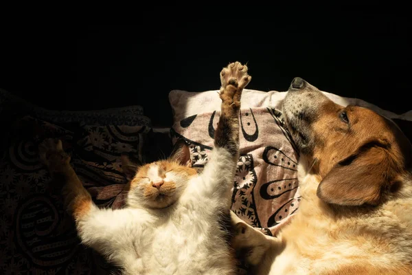 Cão Bonito Gato Estão Refrigerando Juntos Cama — Fotografia de Stock