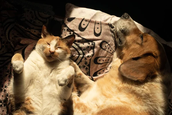 Cão Bonito Gato Estão Refrigerando Juntos Cama — Fotografia de Stock