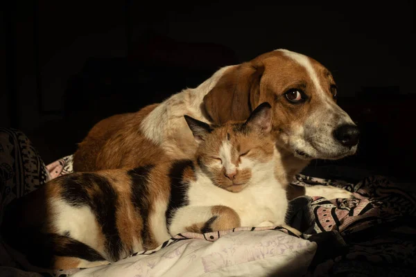 Милий Собака Кіт Охолоджуються Разом Ліжку — стокове фото