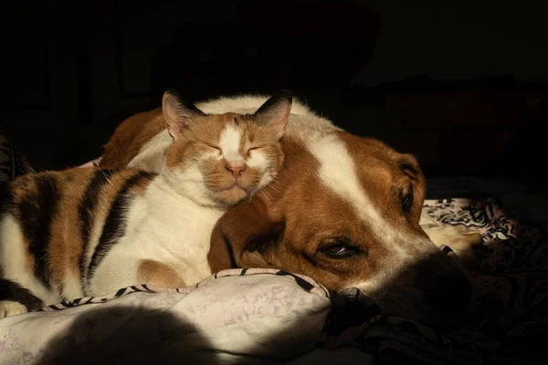 Χαριτωμένο Σκυλί Και Γάτα Χαλαρώνουν Μαζί Στο Κρεβάτι — Φωτογραφία Αρχείου