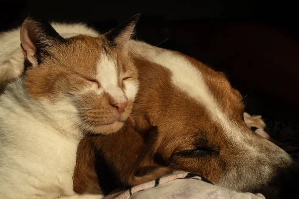 Cão Bonito Gato Estão Refrigerando Juntos Cama Fotografia De Stock