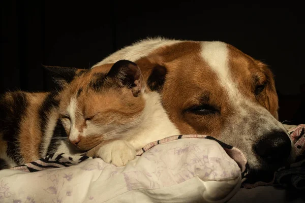 Милая Собака Кошка Отдыхают Вместе Постели — стоковое фото