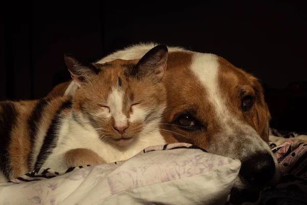 Cão Bonito Gato Estão Refrigerando Juntos Cama — Fotografia de Stock
