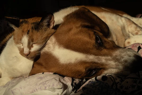 Cão Bonito Gato Estão Refrigerando Juntos Cama — Fotografia de Stock