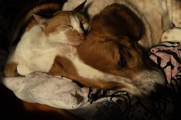 Cute Pies Kot Chilling Razem Łóżku — Zdjęcie stockowe