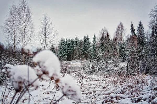 Χειμώνας δάσος με πράσινα δέντρα, Χλόη κίτρινη και φύλλα. — Φωτογραφία Αρχείου
