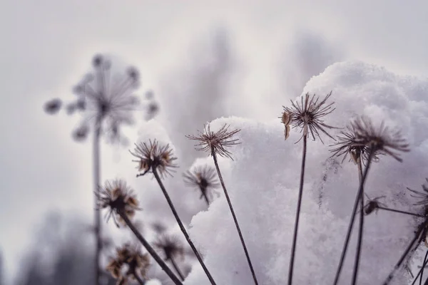 Hoarfrost ormanda kar altında kuru ot