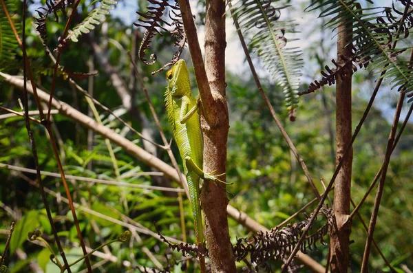bir ağaç dalı oturan yeşil bukalemun