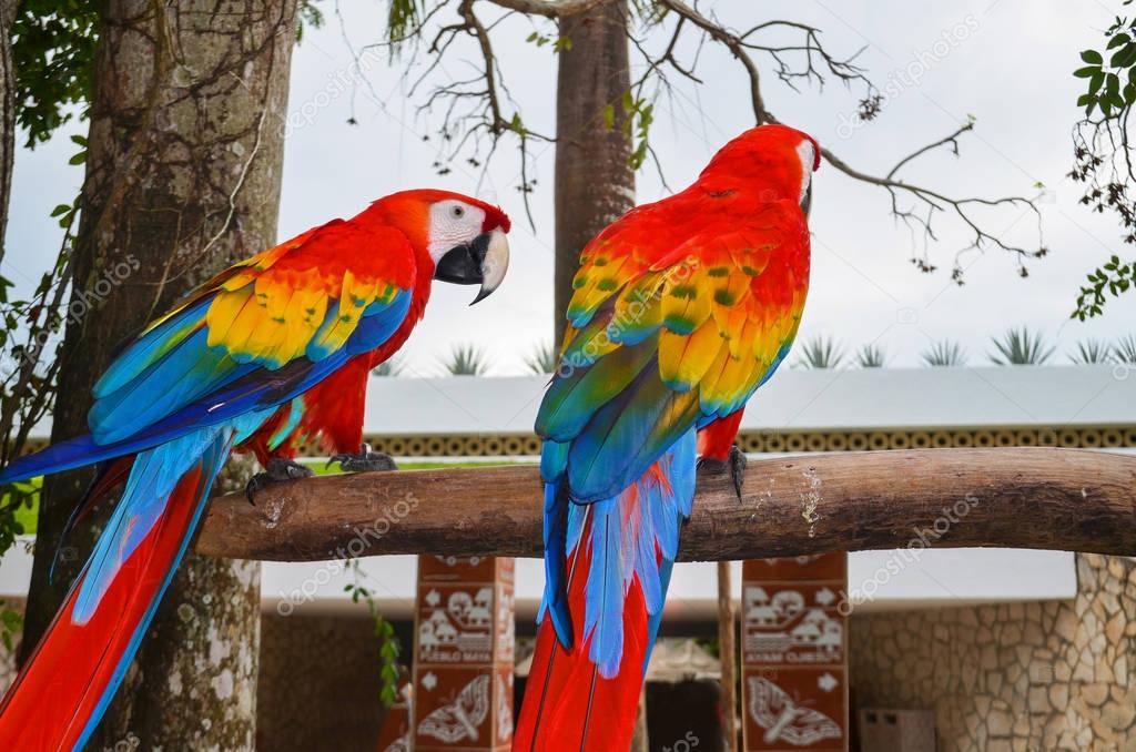 Two colorful macaw sitting on a branch near