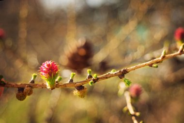 Bir dal üzerinde bir çam Pembe tomurcukları yakın