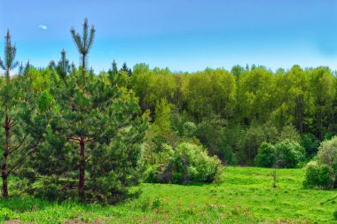 Tepedeki orman'ın bahçesinde çam ağacı