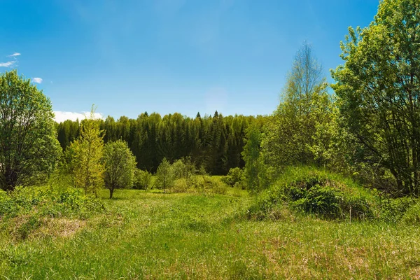 Ormanın içinde tepe üzerinde çim