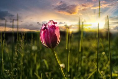 Pink tulip at sunset as a symbol of freedom and happiness