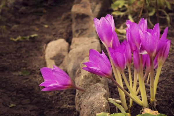 Eine Gruppe lila Lilien, die in Steinen wachsen — Stockfoto
