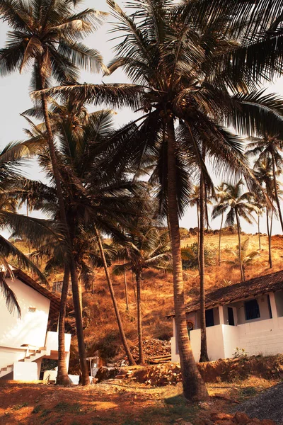 Domy stoją w rainforest wśród drzew palmowych — Zdjęcie stockowe