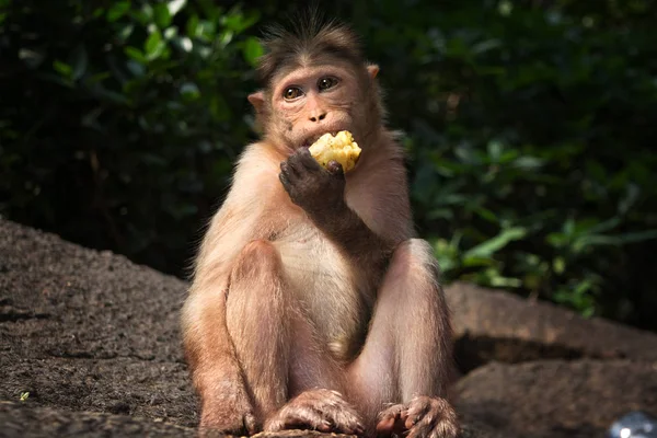 Monyet duduk di bebatuan di hutan dan makan pisang — Stok Foto