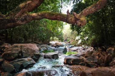 Taşların büyük bir ağacın altında ormanda aracılığıyla dağ dere akar