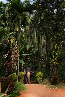 Kraliyet fili benekli ormanda yolunu izler