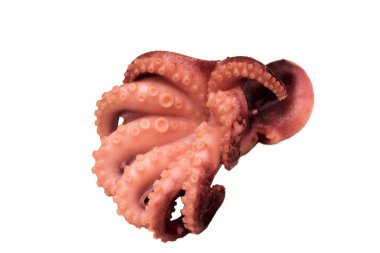 Büyük tentacles ve izole piç, ahtapot