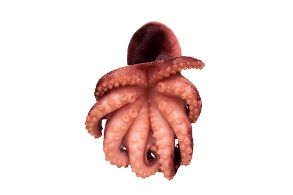 Pulpo con grandes tentáculos y ventosas, aislado —  Fotos de Stock