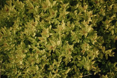 çiçek açan yeşil yapraklı arkaplan dokusu. Baharda ağaçta açan sarı-yeşil yapraklar. Yazdan önce açan ağaç dalları, taze yeşil çalılar..