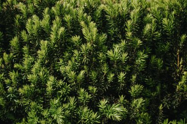 Arkaplan dokusu yeşil çiçekli çalılardan ve yapraklı ağaçlardan oluşan yeşil dallar. Çiçek açan bitkilerin güzel desenleri. Yaz yeşilliğinde güneş ışığı ve gölgeler.