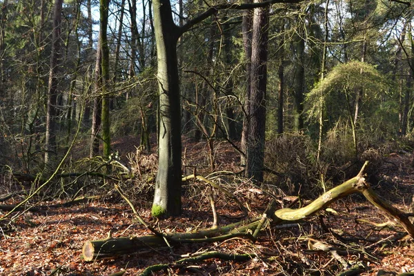 Madera muerta y ramas en el bosque de invierno — Foto de Stock