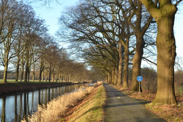 Amerykański dęby wzdłuż drogi rowerowe Apeldoorns kanaal — Zdjęcie stockowe